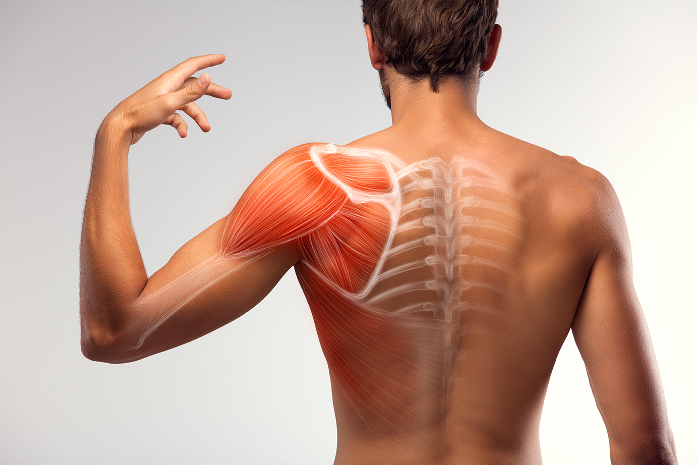 Man,View,From,Back.,Blades,,Shoulder,And,Trapezoid,Illustration.